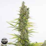 Dinafem Seeds Amnesia AUTO CBD